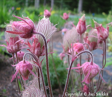 Geum triflorum, sulkakellukka